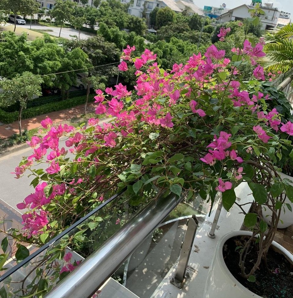 Choáng ngợp biệt thự trăm m2 hoa trái sum suê của mẹ đảm Hà Nội - 10