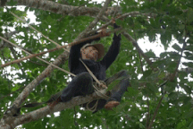 Làm xiếc trên cây hái loại quả đen xì, đặc sản được săn lùng