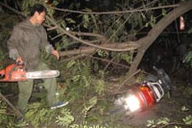 Cây phượng gãy nhánh làm 2 người bị thương