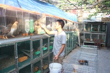 8X bỏ lương nghìn đô về quê nuôi giống gà cảnh trăm triệu đồng/con