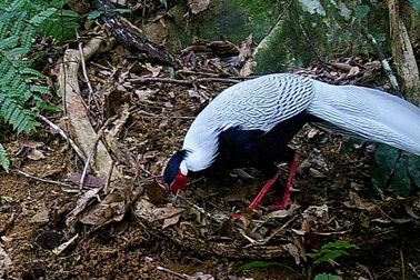 Khởi tố đối tượng mua gà lôi trắng về gây giống bán kiếm lời