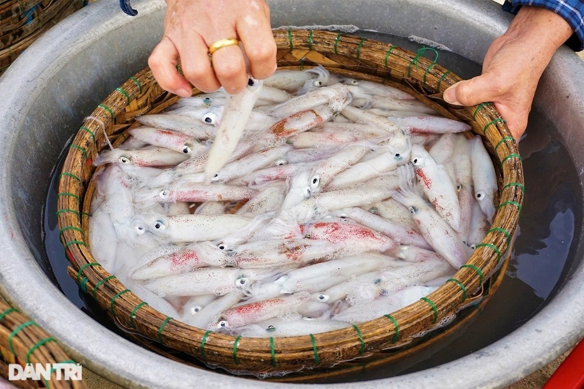 Ra khơi lấy ngày, ngư dân bất ngờ trúng đậm lộc biển - 6 Ra khơi lấy ngày, ngư dân bất ngờ trúng đậm lộc biển - 6