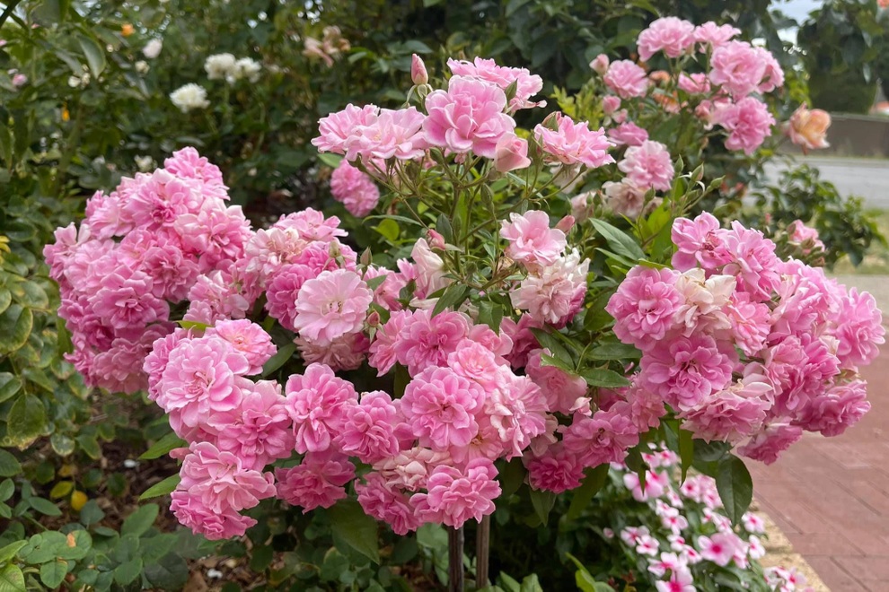 Vợ chồng Việt biến sân 60m2 tại Úc thành công viên hoa hồng ấn tượng - 6 Vợ chồng Việt biến sân 60m2 tại Úc thành công viên hoa hồng ấn tượng - 6