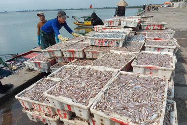 Ngư dân trúng đậm cá cơm, bốc xếp bán hàng mỏi tay