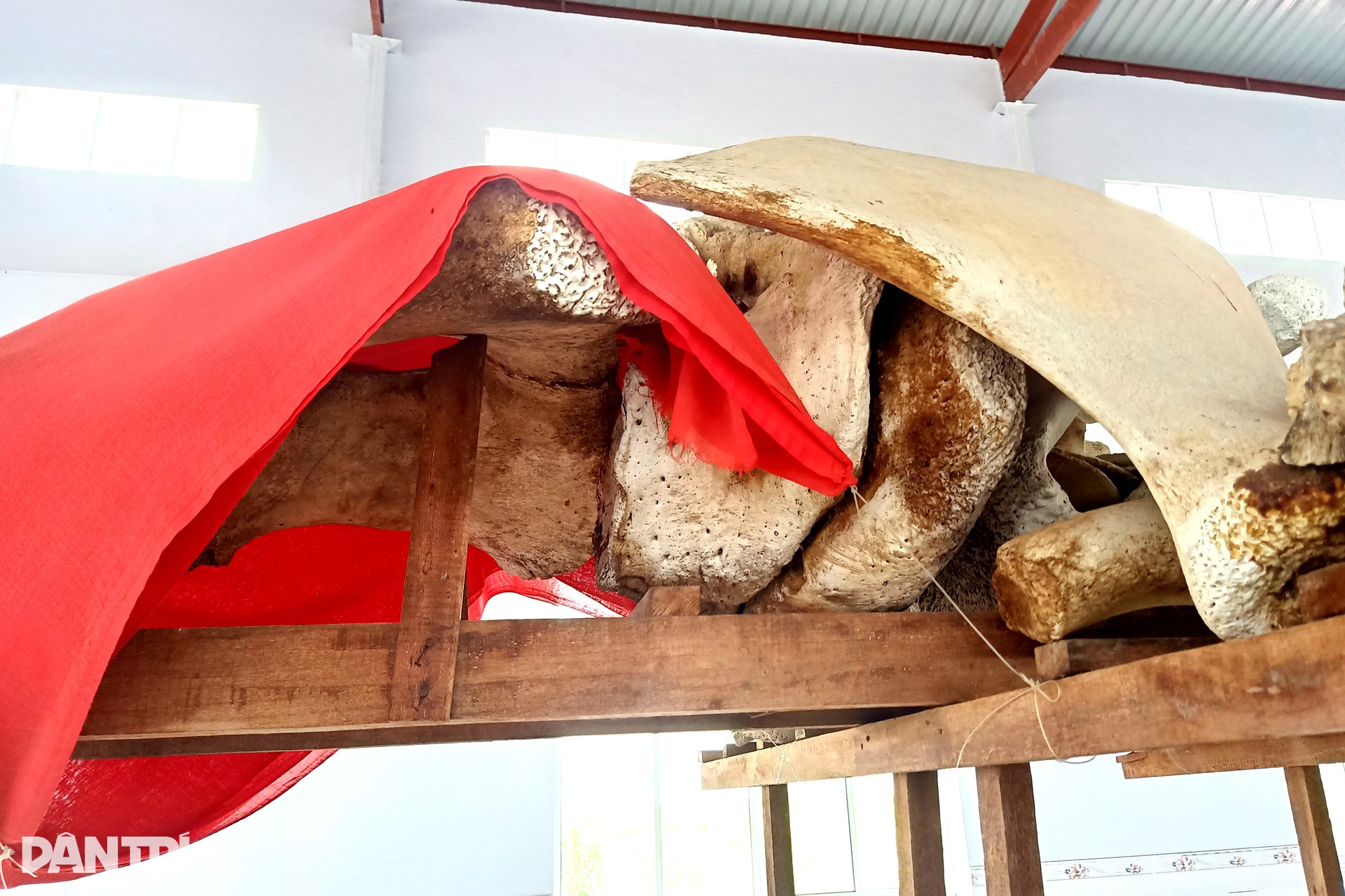 Về cửa biển Cái Cùng chiêm ngưỡng ngọc cốt cá Ông dài nhất, nhì miền Tây - 8 Về cửa biển Cái Cùng chiêm ngưỡng ngọc cốt cá Ông dài nhất, nhì miền Tây - 8