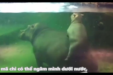 Clip cho thấy hà mã không hề biết bơi