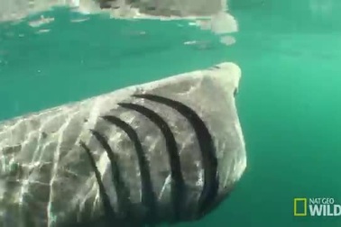 Cá nhám phơi nắng - một trong những sinh vật kỳ dị nhất hành tinh