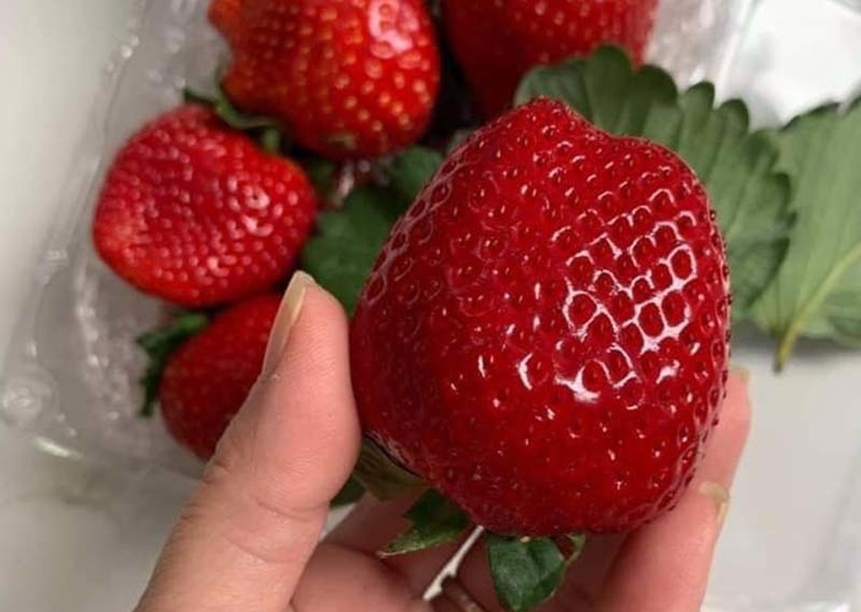 Dâu tây Mộc Châu sánh ngang đồ Nhật, về Hà Nội giá VIP 1 triệu đồng/kg - 2 Dâu tây Mộc Châu sánh ngang đồ Nhật, về Hà Nội giá VIP 1 triệu đồng/kg - 2