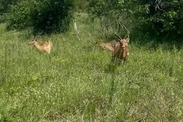 Linh dương tránh khỏi cú vồ của báo săn một cách ngoạn mục