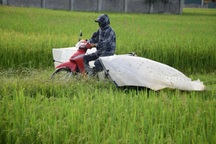 Đi xe máy lượn khắp đồng săn "tôm bay", kiếm tiền triệu mỗi ngày