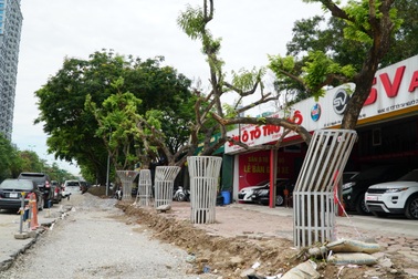 Hà Nội: Lắp camera, bọc sắt bảo vệ 34 cây sưa đỏ “đắt hơn vàng”