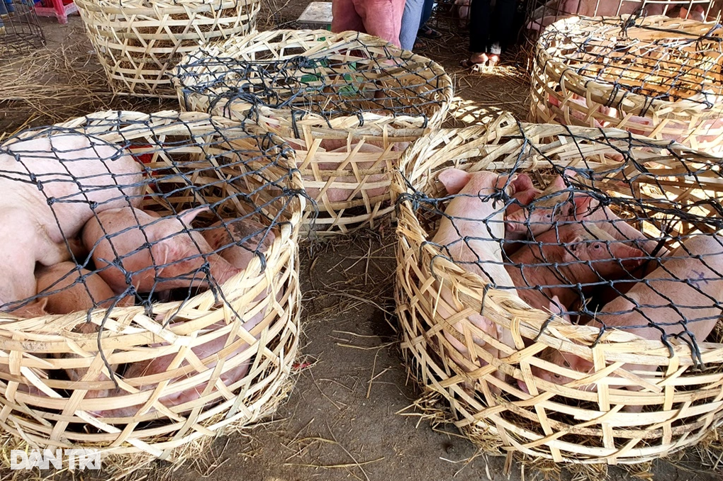 Phiên chợ đặc biệt, có nghề bồng heo độc nhất vô nhị - 2 Phiên chợ đặc biệt, có nghề bồng heo độc nhất vô nhị - 2