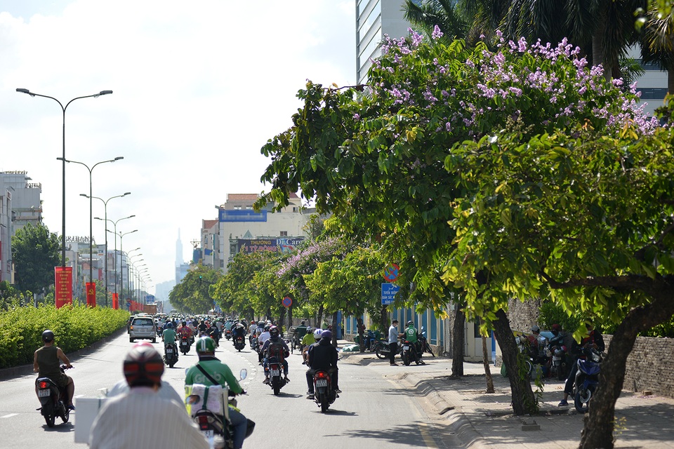 Hoa bằng lăng rực nở, nhuộm tím đường phố Sài Gòn - 3 Hoa bằng lăng rực nở, nhuộm tím đường phố Sài Gòn - 3