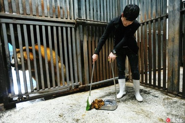 Du khách bỏ tiền triệu học cách... dọn phân gấu