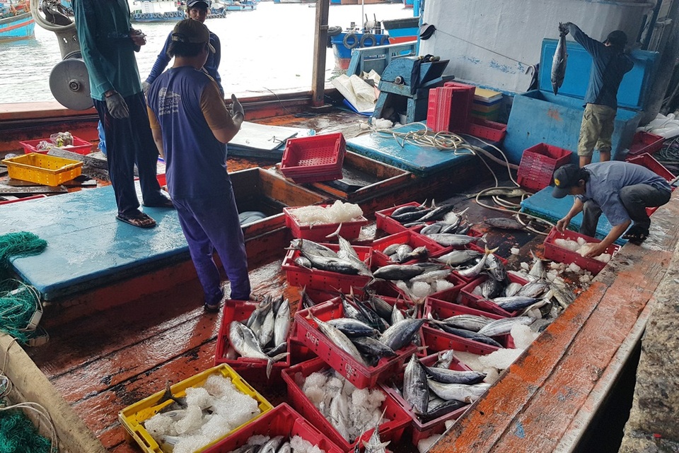 Ngư dân kiếm hơn trăm triệu đồng từ cá ngừ những ngày đầu năm 2020 - 4 Ngư dân kiếm hơn trăm triệu đồng từ cá ngừ những ngày đầu năm 2020 - 4