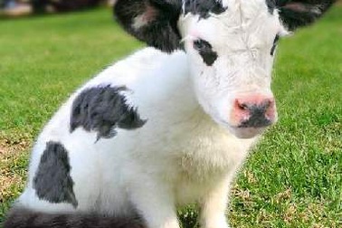 Nghiên cứu tạo bê sữa cao sản bằng kỹ thuật chia tách phôi