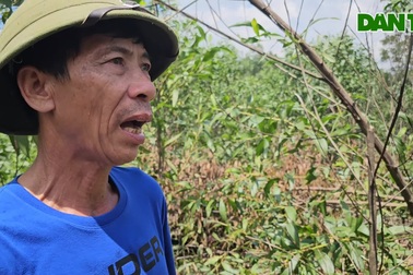 Hơn 3.000 cây keo bị kẻ xấu phun hóa chất, chặt phá