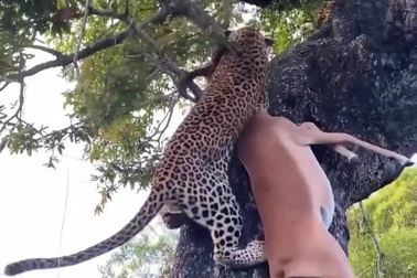 Báo hoa mai thể hiện sức mạnh khi tha con mồi to lớn lên ngọn cây