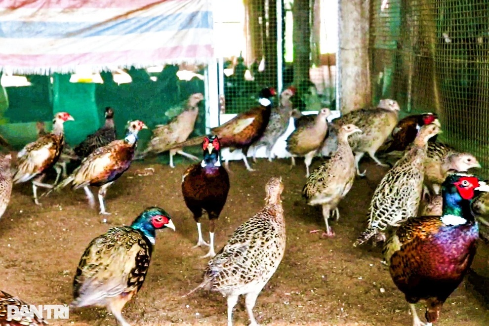 Đánh liều nuôi chim lạ, thanh niên 9X thu hàng triệu đồng mỗi tháng - 4 Đánh liều nuôi chim lạ, thanh niên 9X thu hàng triệu đồng mỗi tháng - 4