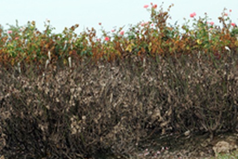 Tây Tựu “hoa không còn lấy một bông”