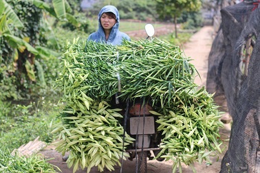 Hoa loa kèn vào chính vụ 100.000đ/bó vẫn "hút" người mua