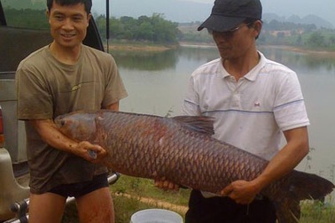 Câu được cá trắm nặng 30kg