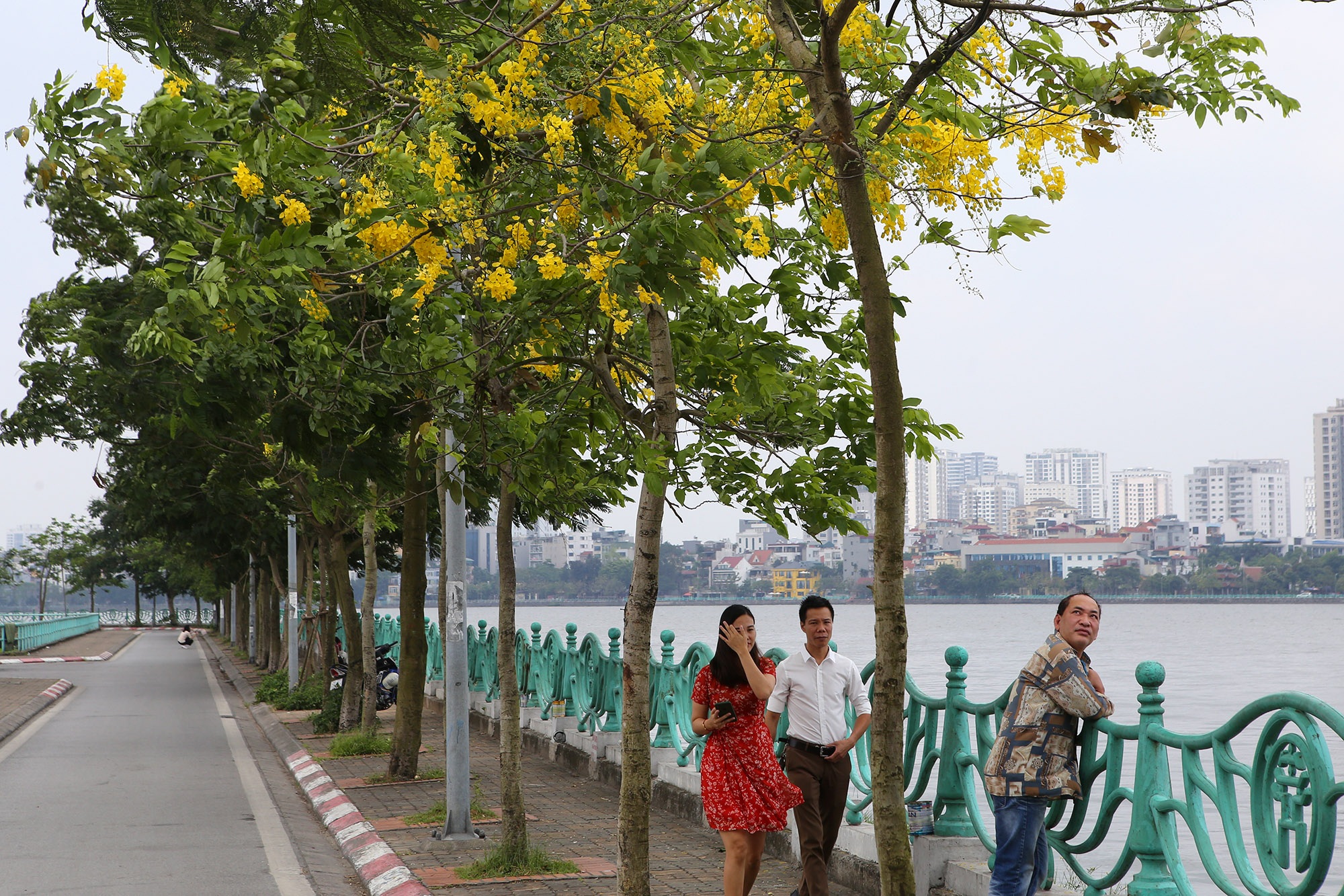 Hồ Tây thơ mộng trong sắc hoa muồng hoàng yến - 14 Hồ Tây thơ mộng trong sắc hoa muồng hoàng yến - 14