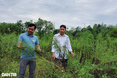 16 huyện từ chối mở rộng diện tích "cây làm giàu"