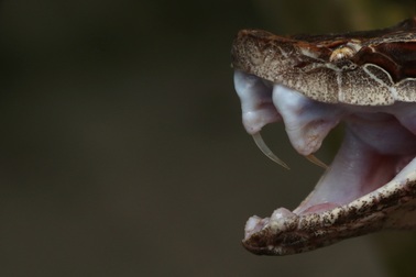 Loài rắn độc nguy hiểm, xuất hiện nhiều tại miền Nam nước ta trong mùa mưa