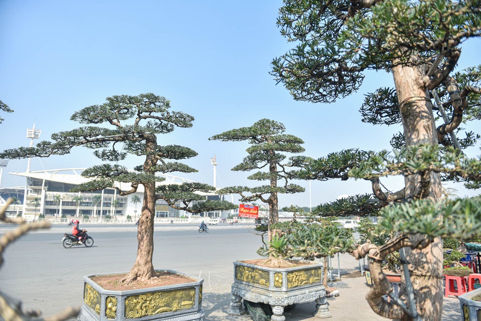 Chậu cây tùng giá hàng trăm triệu, chờ đại gia săn về đón Tết - 12 Chậu cây tùng giá hàng trăm triệu, chờ đại gia săn về đón Tết - 12