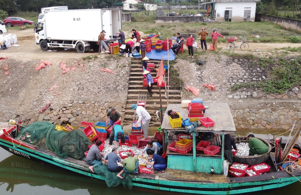 Liên tiếp trúng những mẻ cá lớn, ngư dân kiếm ngon hàng trăm triệu - 1 Liên tiếp trúng những mẻ cá lớn, ngư dân kiếm ngon hàng trăm triệu - 1