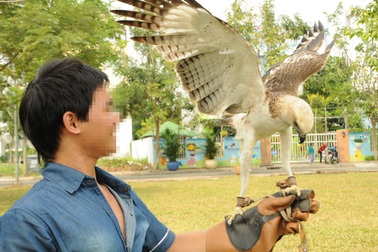Dân chơi Sài Gòn chi tiền triệu "săn" ... đại bàng