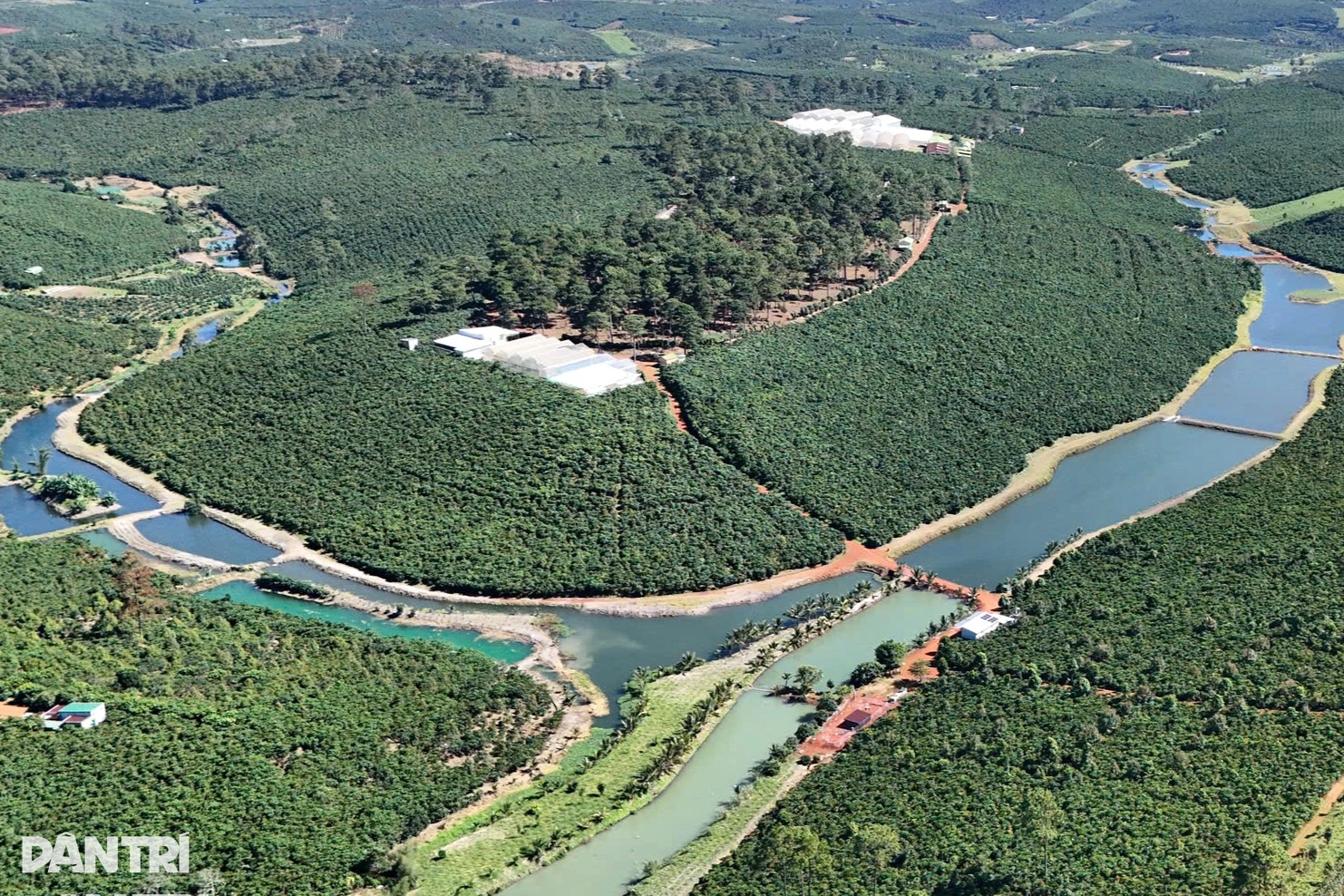 Rời phố về quê, cặp vợ chồng trẻ làm nên chuyện với 110ha cà phê cha giao - 2 Rời phố về quê, cặp vợ chồng trẻ làm nên chuyện với 110ha cà phê cha giao - 2