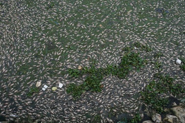 Cá chết nổi trắng kênh ở Đà Nẵng