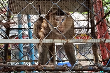 Chủ khu du lịch nuôi động vật rừng: "Khỉ đẻ ở đâu làm sao tôi biết được!"