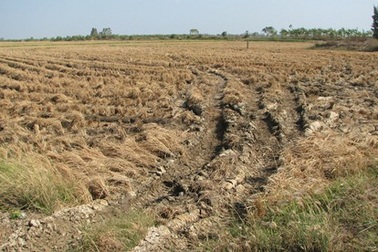 8/13 tỉnh thành ĐBSCL công bố thiên tai do hạn, mặn