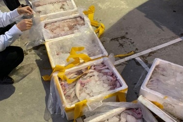 Vận chuyển 2,5 tạ cá khoai nghi ướp phoóc môn