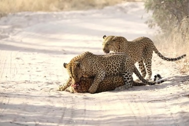 Cặp đôi báo hoa mai hợp lực tiêu diệt kẻ thù trong trận chiến đẫm máu