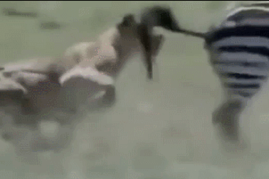 Tai nạn khi săn mồi, sư tử dính đòn đau của ngựa vằn