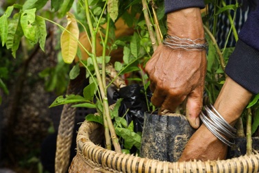 Cỏ Mềm hợp tác cùng Hạnh Phúc Xanh trồng 2 ha rừng ở Ninh Thuận