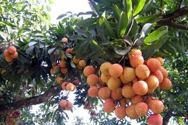 Vụ mùa "vàng" của vải thiều Bắc Giang