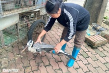 Nghĩa địa chim trời ở Hà Nội - nơi "xử tử" hàng trăm con chim mỗi ngày