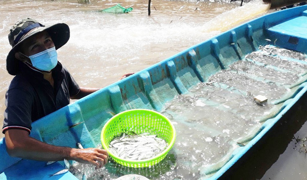 Đã mắt xem cảnh hàng trăm nghìn con cá linh nhảy vào xuồng của nông dân - 4 Đã mắt xem cảnh hàng trăm nghìn con cá linh nhảy vào xuồng của nông dân - 4