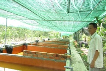 Tỷ phú miệt vườn