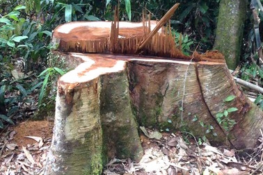 Làm đường tuần tra, phá rừng đặc dụng: Liệu có "lệch pha" giữa những văn bản tận thu?