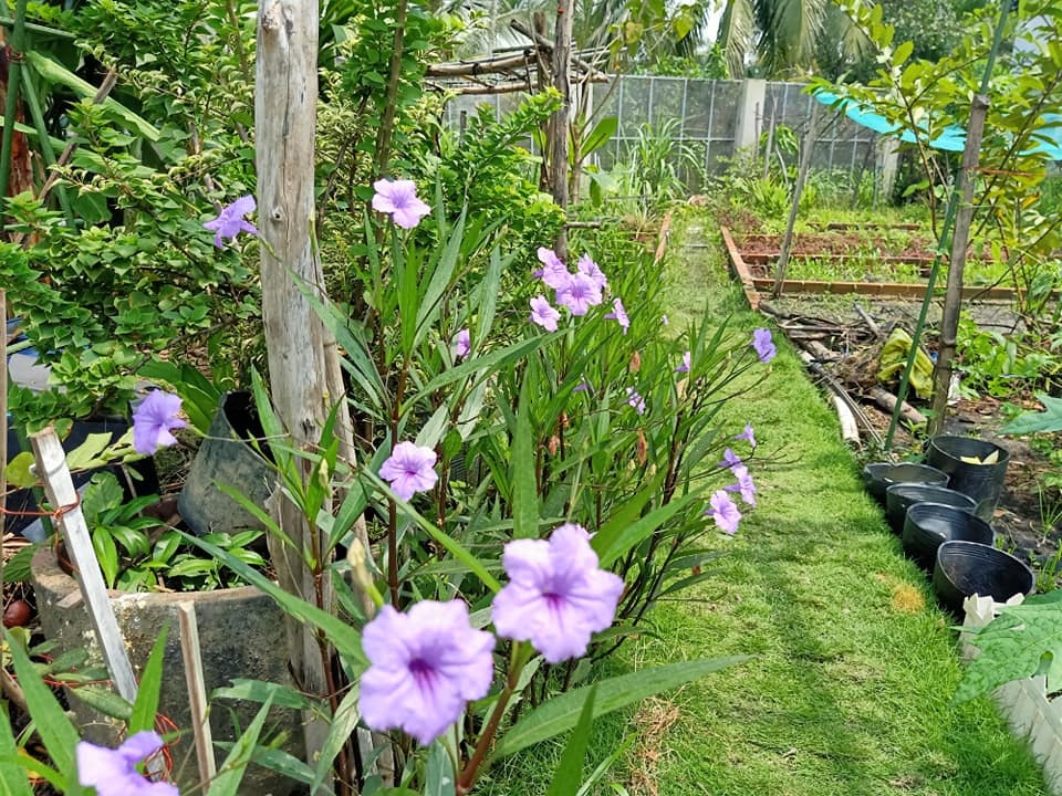 Bỏ phố về quê, mẹ đảm ở Bình Dương làm nhà vườn, trồng rau nuôi cá - 5 Bỏ phố về quê, mẹ đảm ở Bình Dương làm nhà vườn, trồng rau nuôi cá - 5