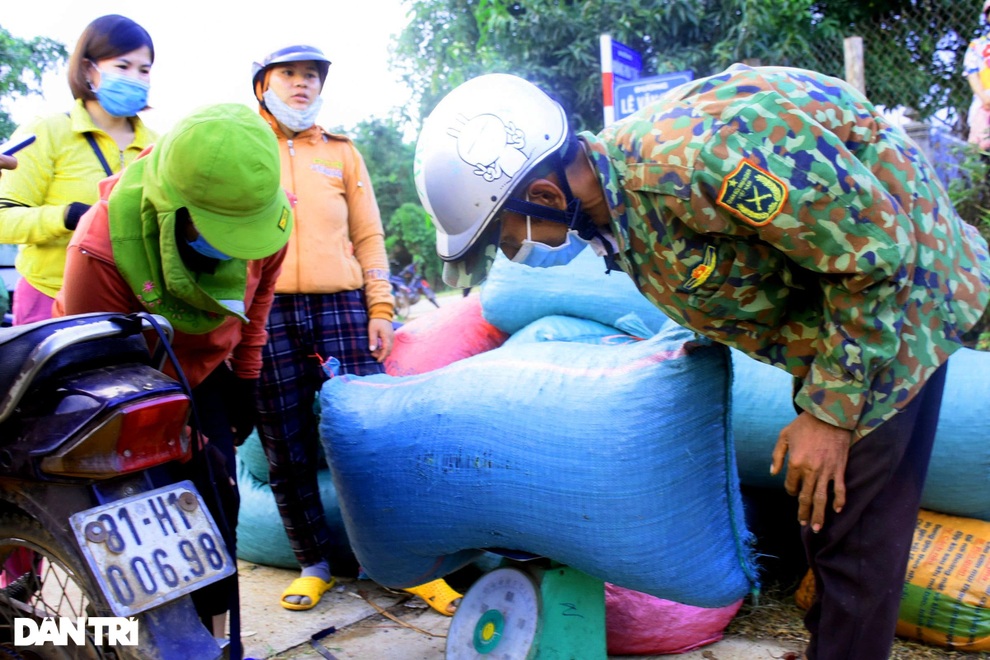 Dân đổ xô vào rừng hái xoay, rủng rỉnh bỏ túi hơn một triệu đồng/ngày - 7