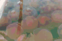 Hàng nghìn con sứa hồng quý hiếm phủ kín bãi biển