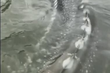 Thế giới động vật: Cận cảnh kích thước khổng lồ của “quái vật nước ngọt”