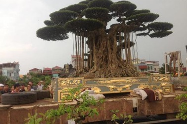 Đại gia Việt dát vàng bể cây cảnh: Không tốn mấy đâu...